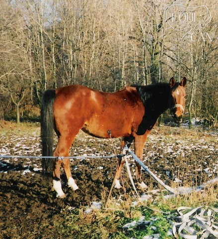 Pani 1999