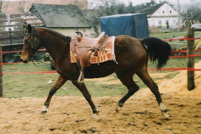 Pani 2000