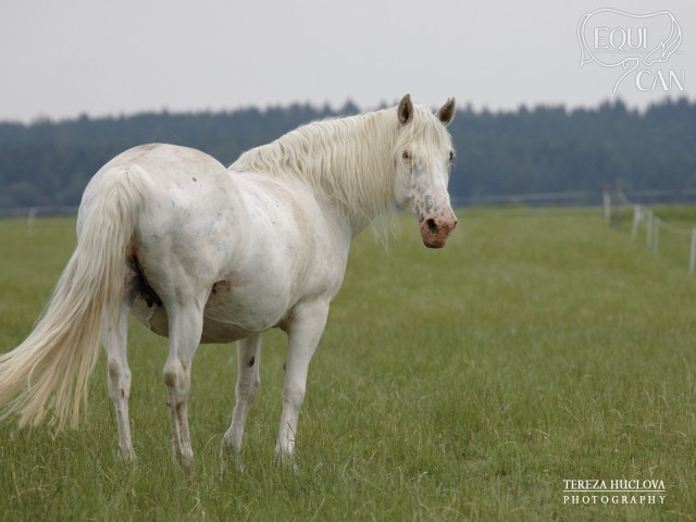 Molnija 21let (2011)
